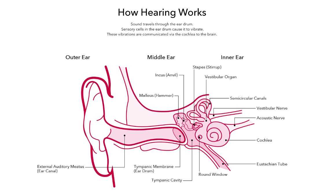 parts of the ear diagram