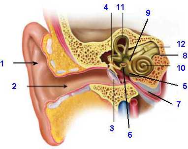 parts of human ear diagram