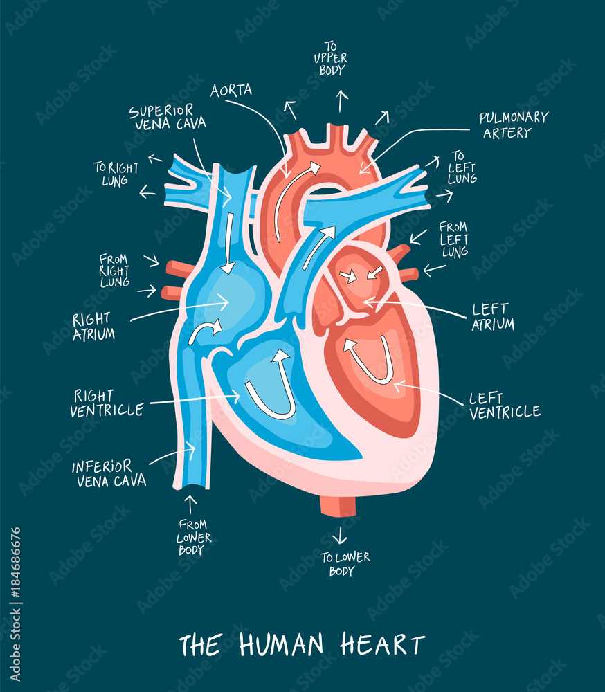 parts of human heart diagram