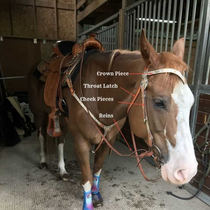 parts of the bridle diagram