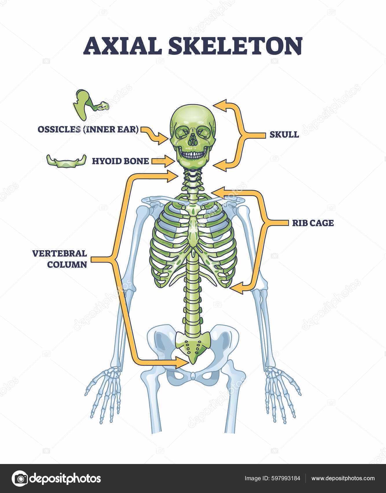 parts of the head diagram