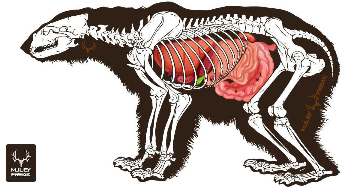 polar bear body parts diagram