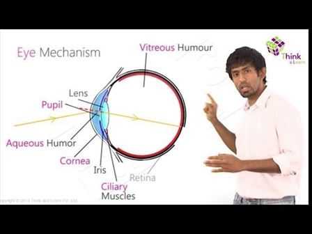 parts of eyeball diagram