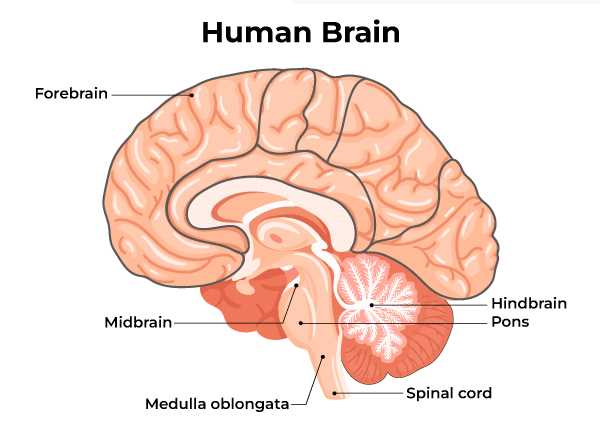 parts of the brain labeled diagram