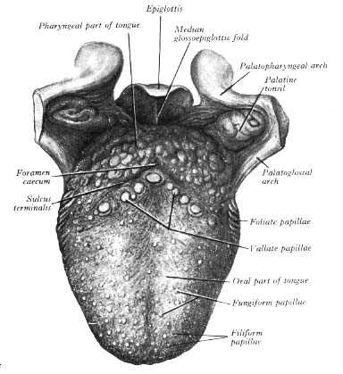 tongue taste parts diagram