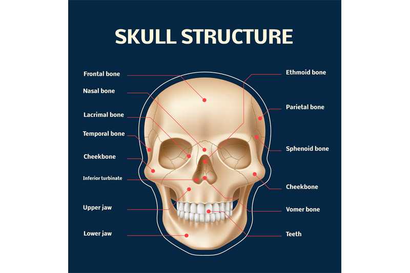 parts of skull diagram