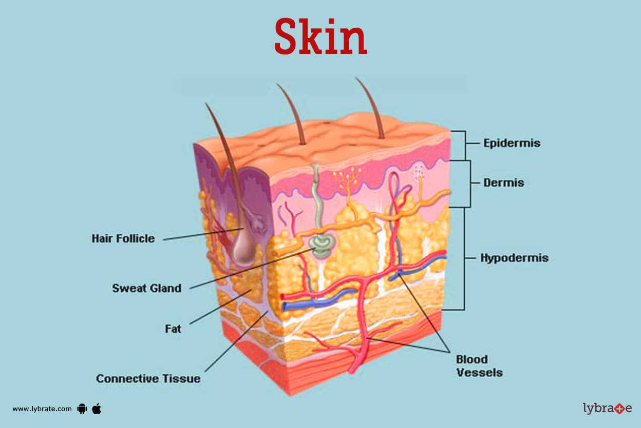 skin diagram with parts