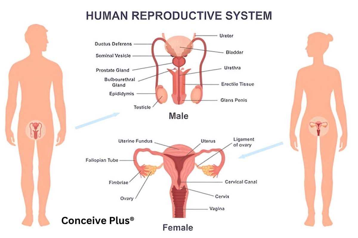 parts of male reproductive system diagram