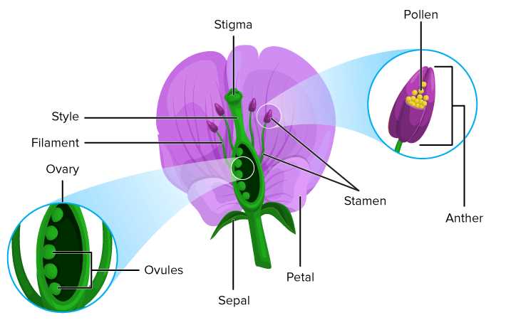 reproductive parts of a flower diagram