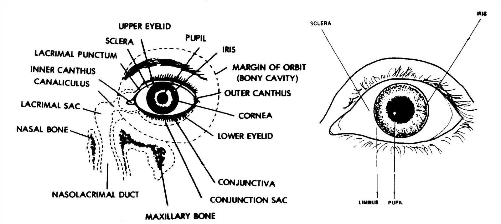 parts of the eye diagram worksheet