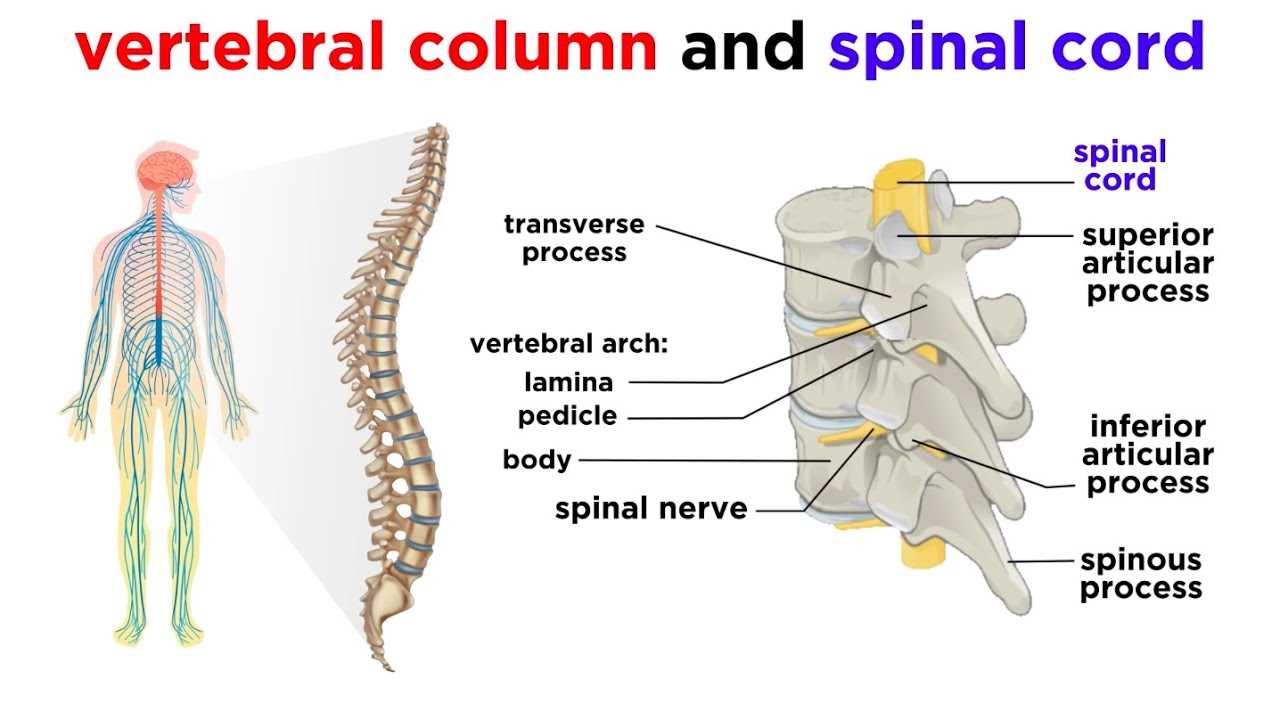 parts of nervous system diagram