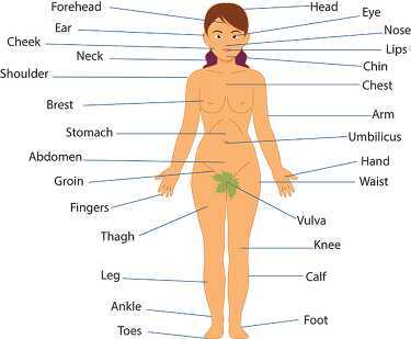 parts of female body diagram