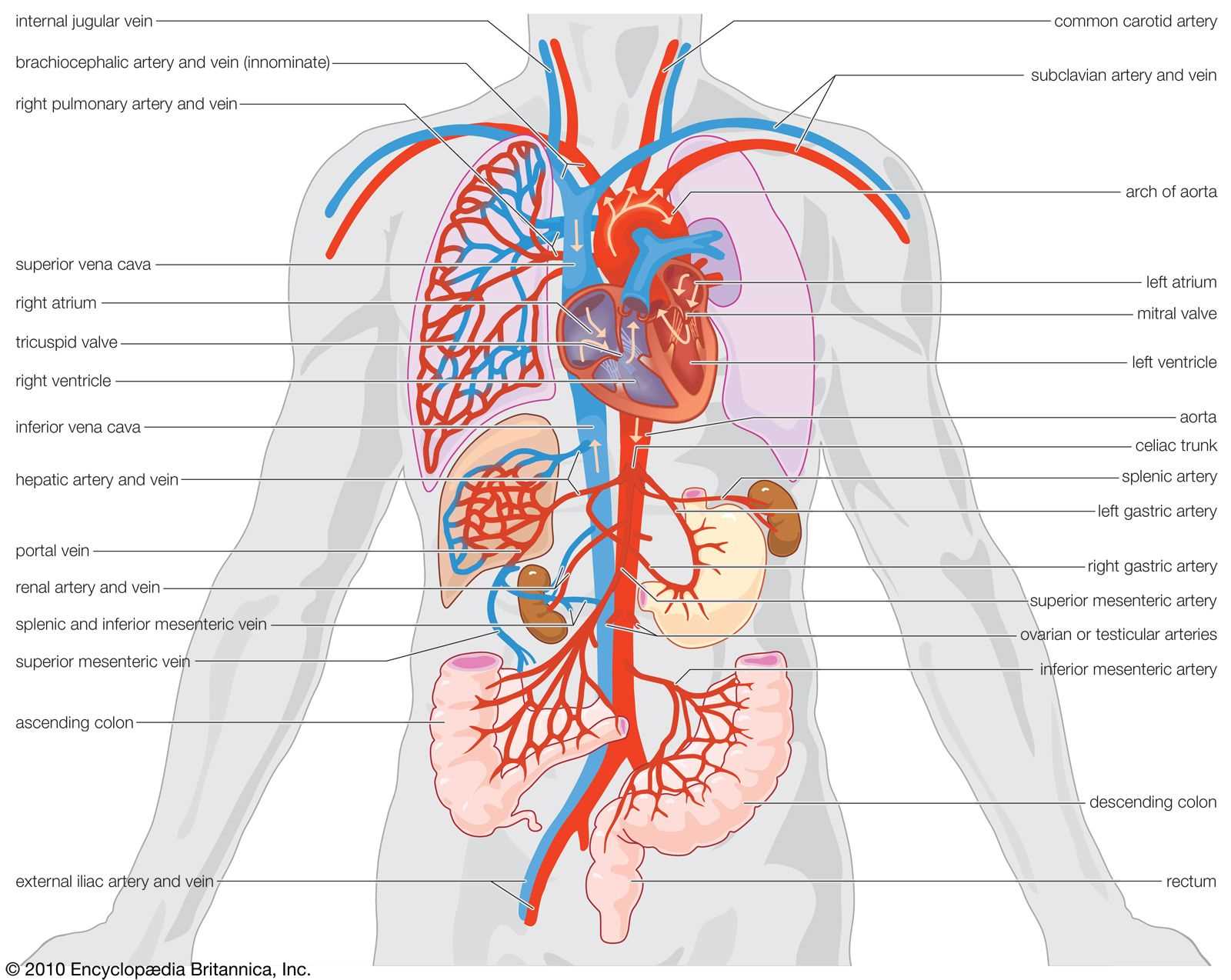 parts of heart diagram