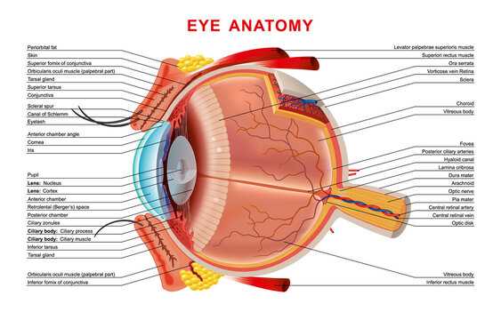 parts of eye with diagram