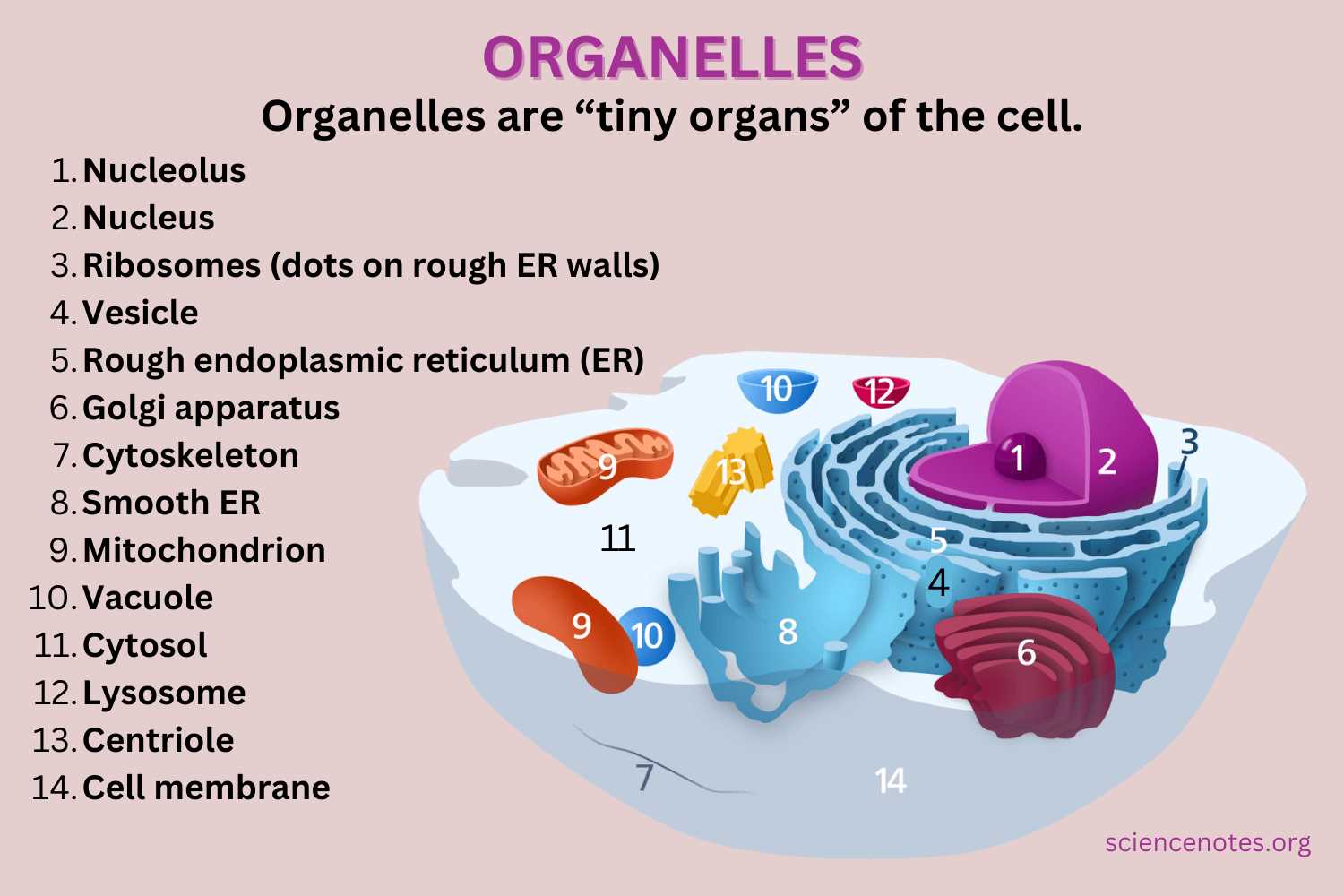 parts of animal cell diagram