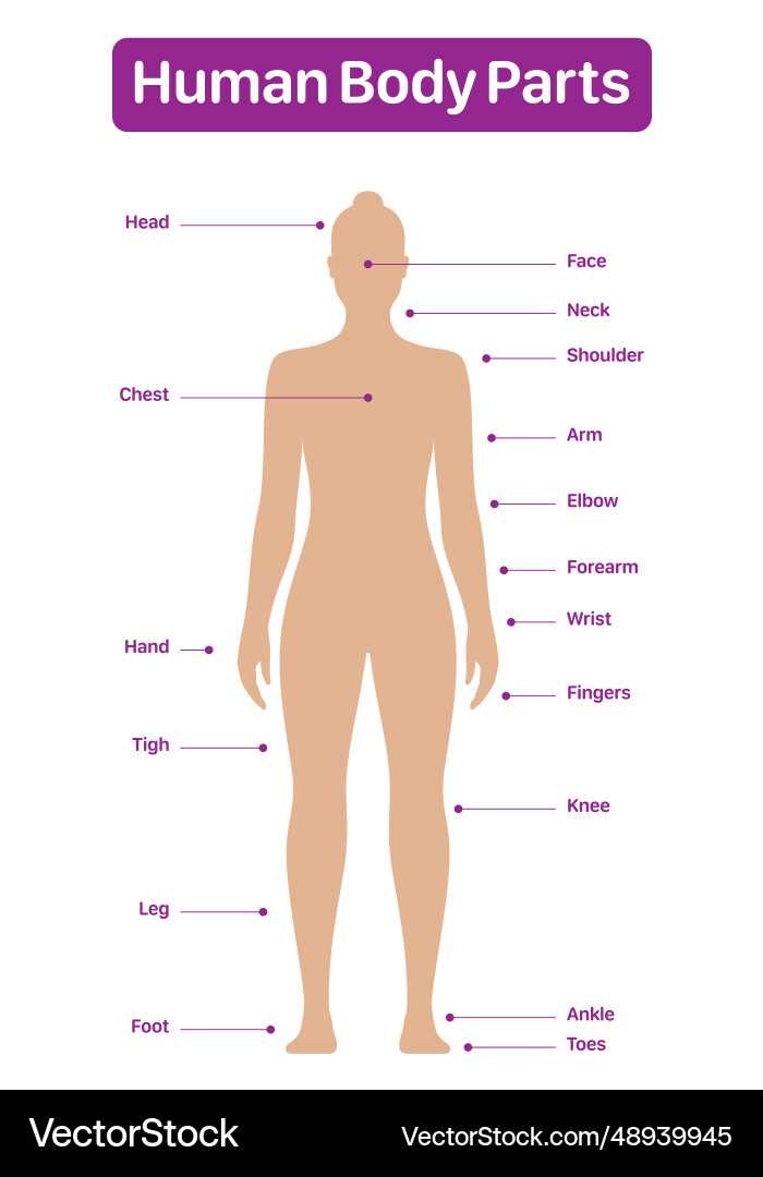 parts of female body diagram