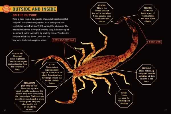 scorpion body parts diagram