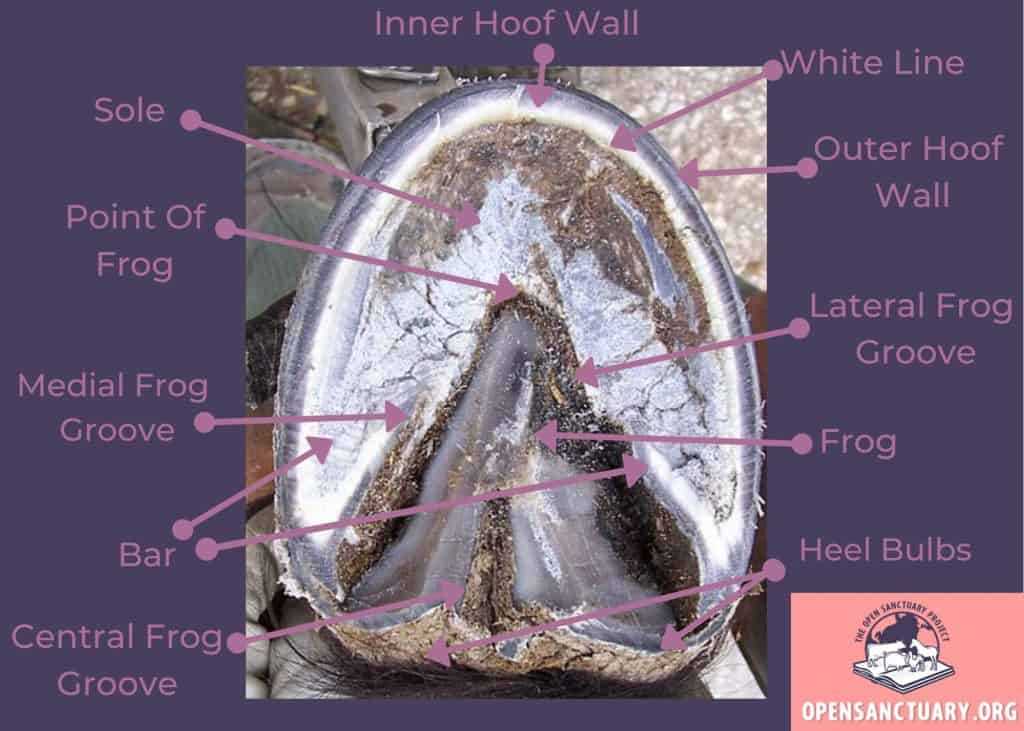 parts of the horse hoof diagram