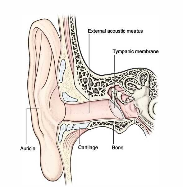 parts of the external ear diagram