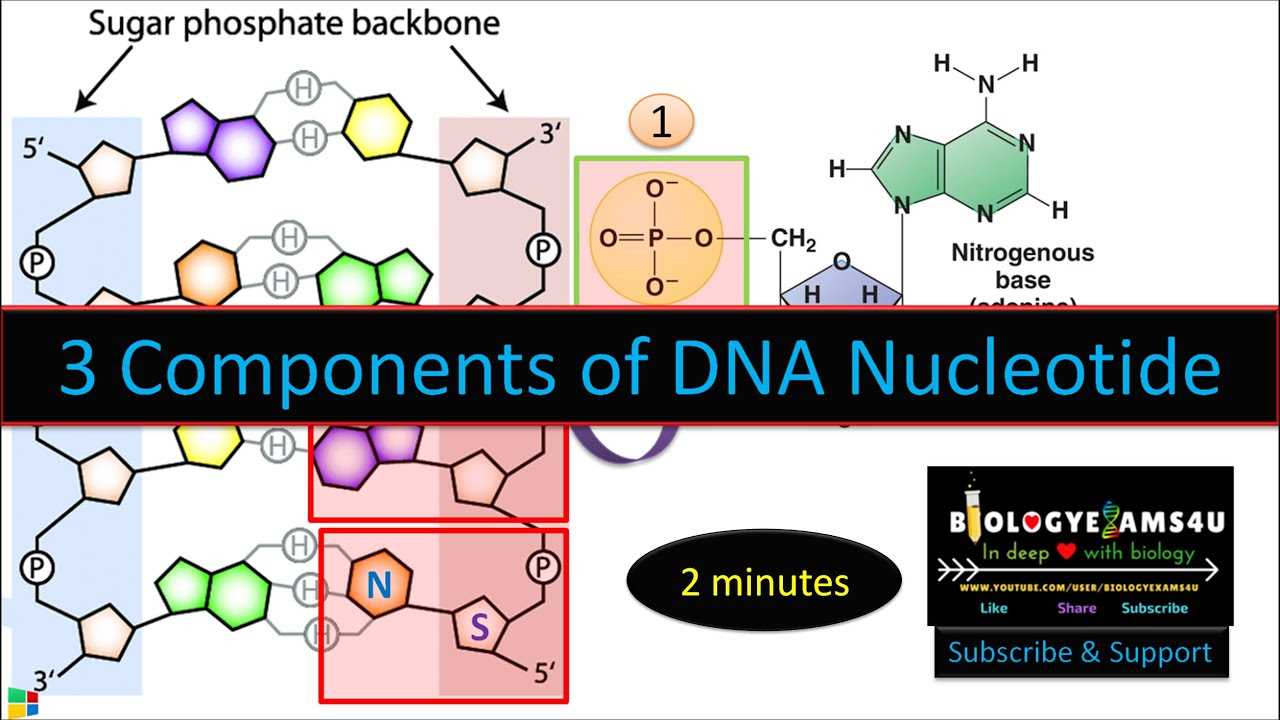 parts of dna diagram