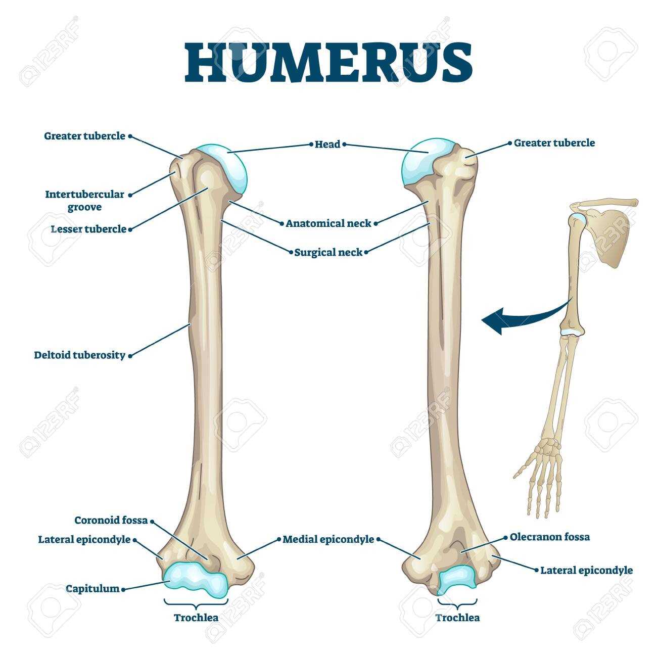 parts of the arm diagram