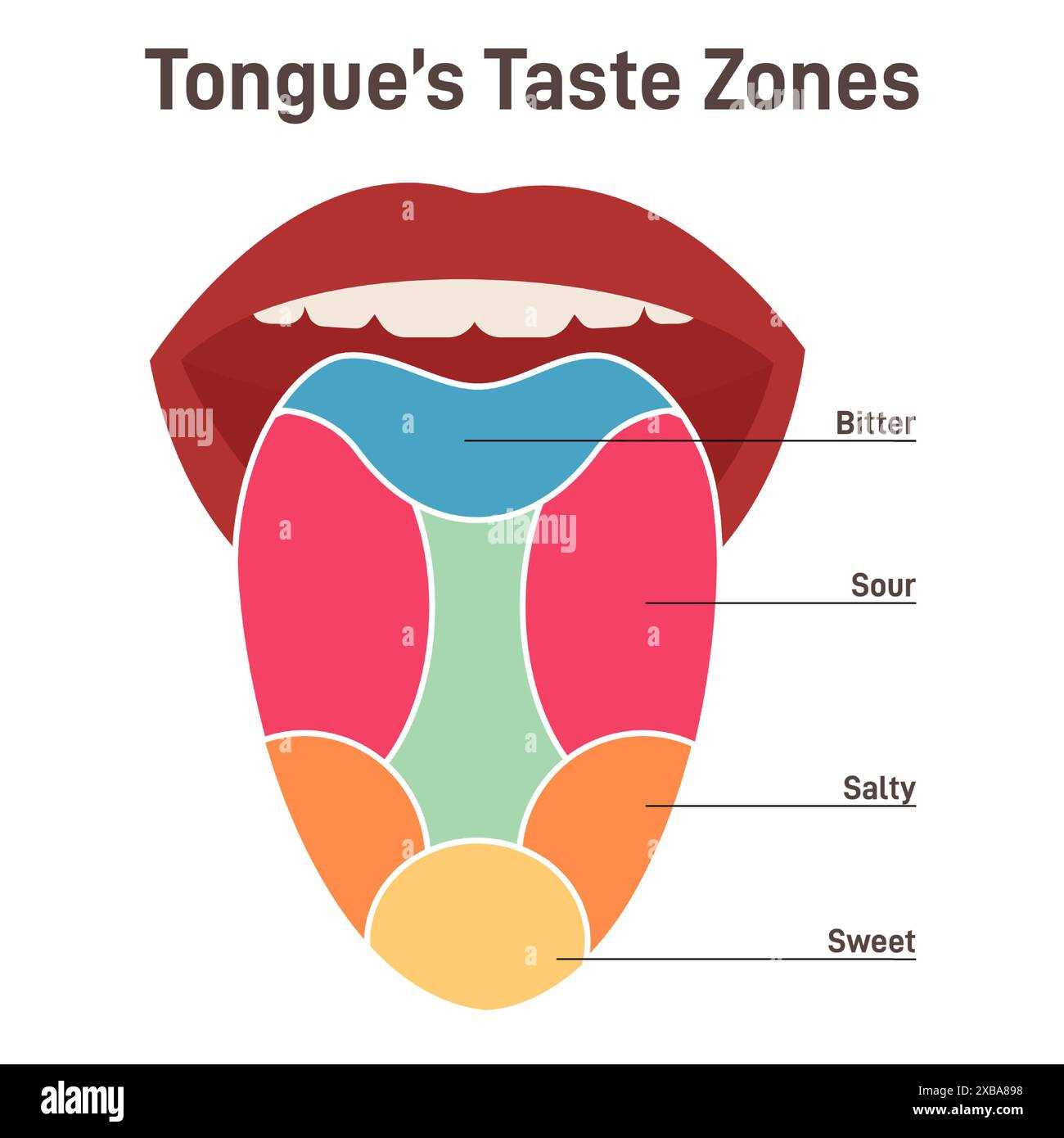 tongue taste parts diagram