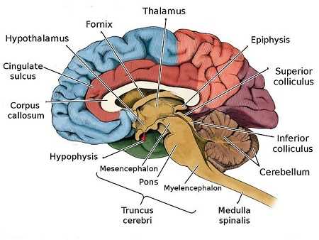 parts of human brain diagram