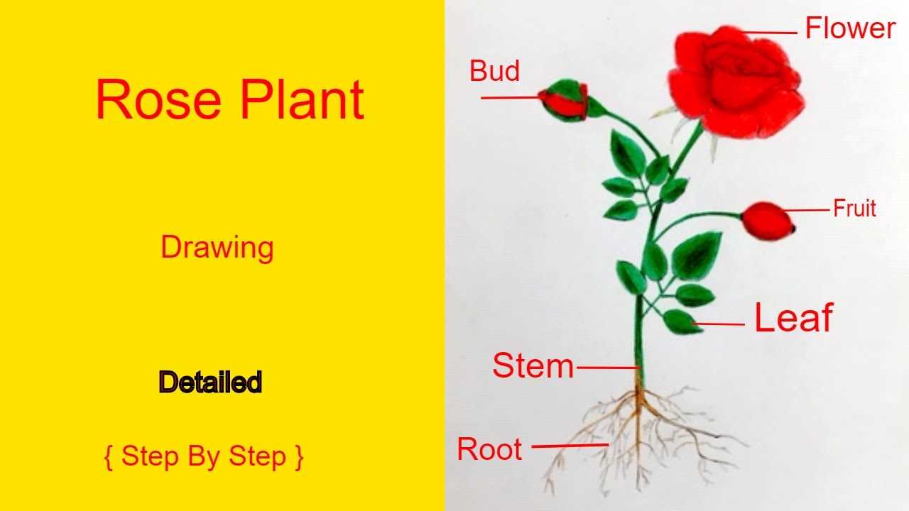 parts of rose flower diagram