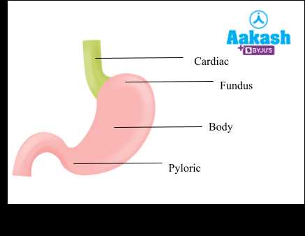 parts of stomach diagram