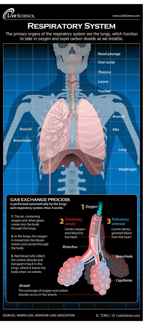 parts of respiratory system diagram