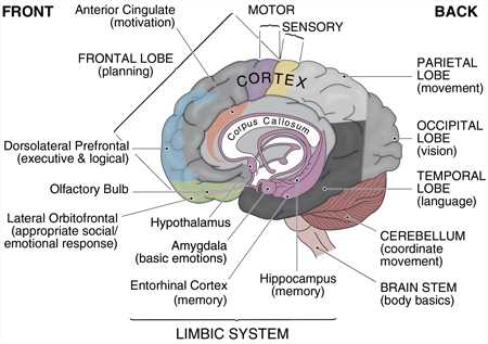 parts of the brain and what they do diagram