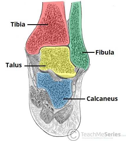 parts of the ankle diagram