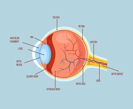 parts of an eye diagram