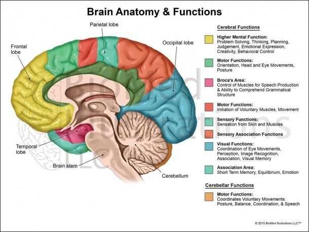 parts of the brain and functions diagram