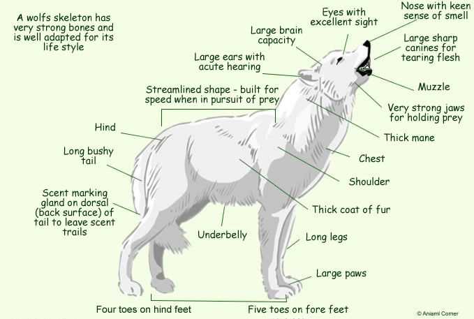 wolf parts diagram