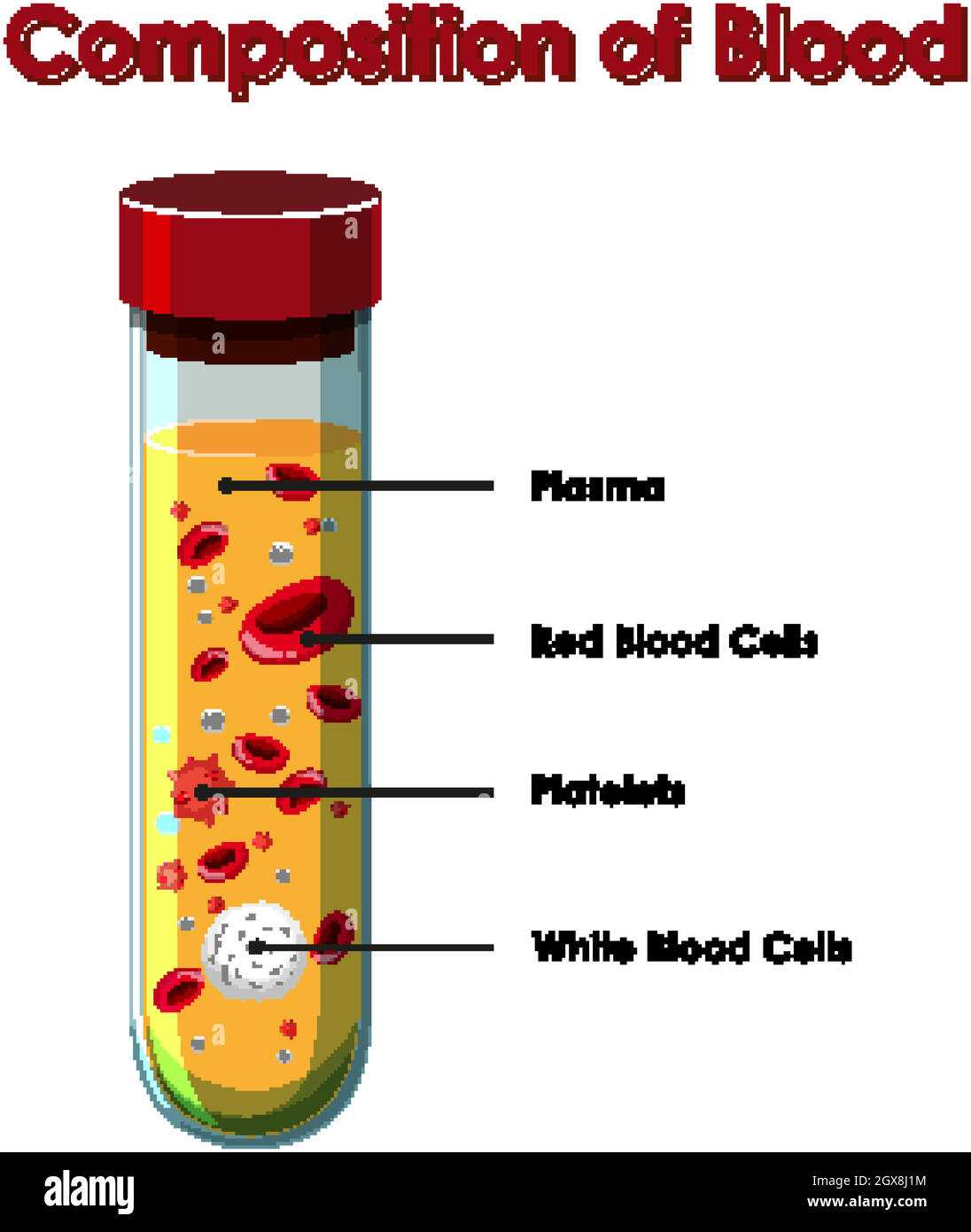 parts of blood diagram