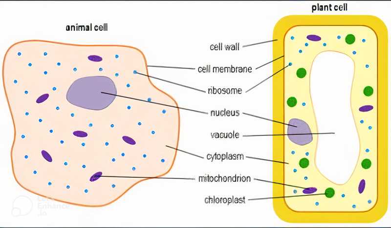 parts of animal cell diagram