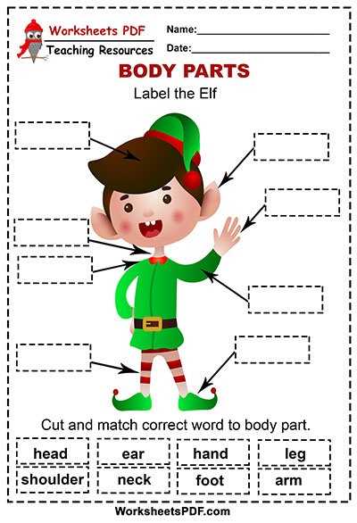 parts of the body diagram to label