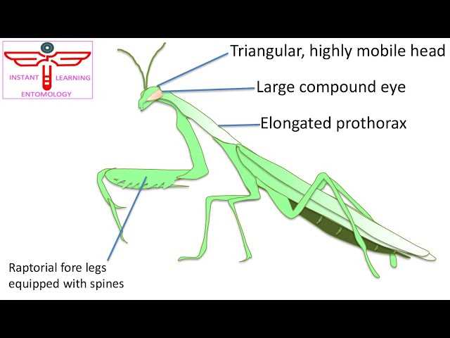 praying mantis body parts diagram