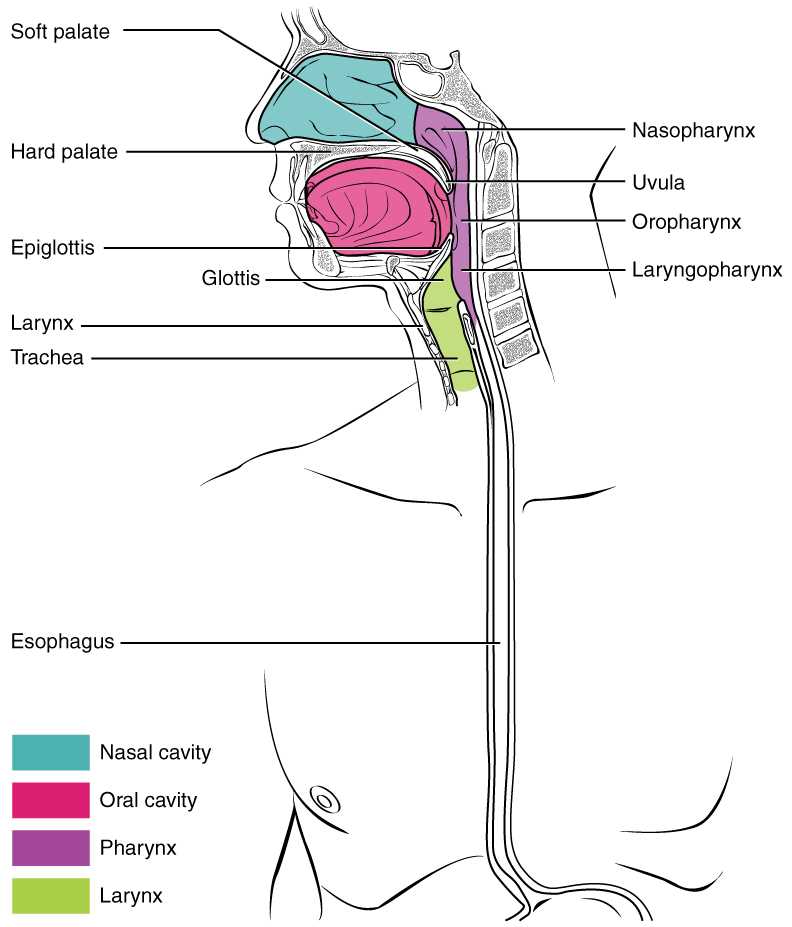 parts of the mouth and throat diagram