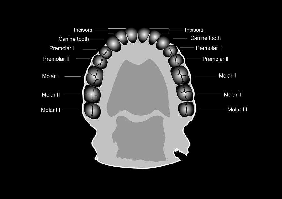 parts of teeth diagram