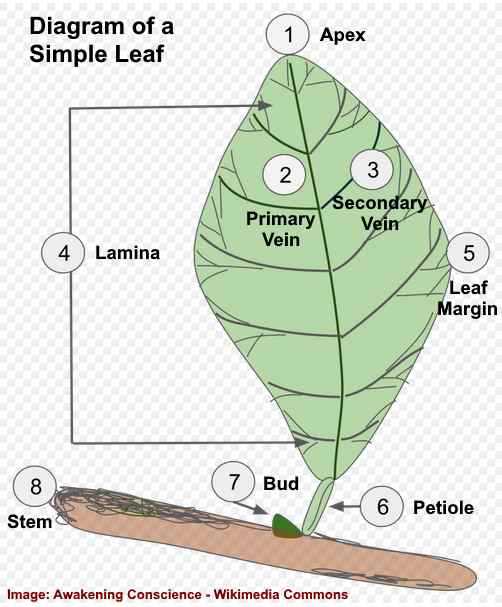 simple flower parts diagram