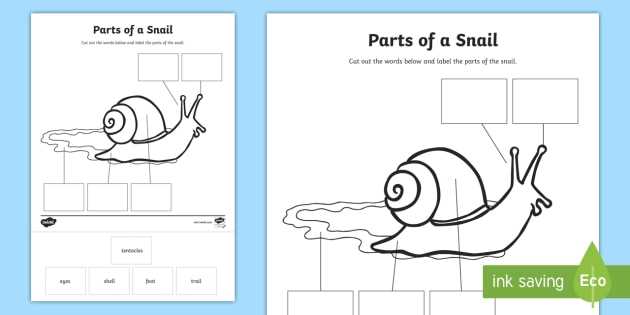 parts of a snail diagram