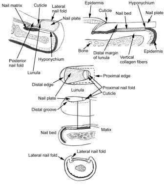 parts of the nail diagram