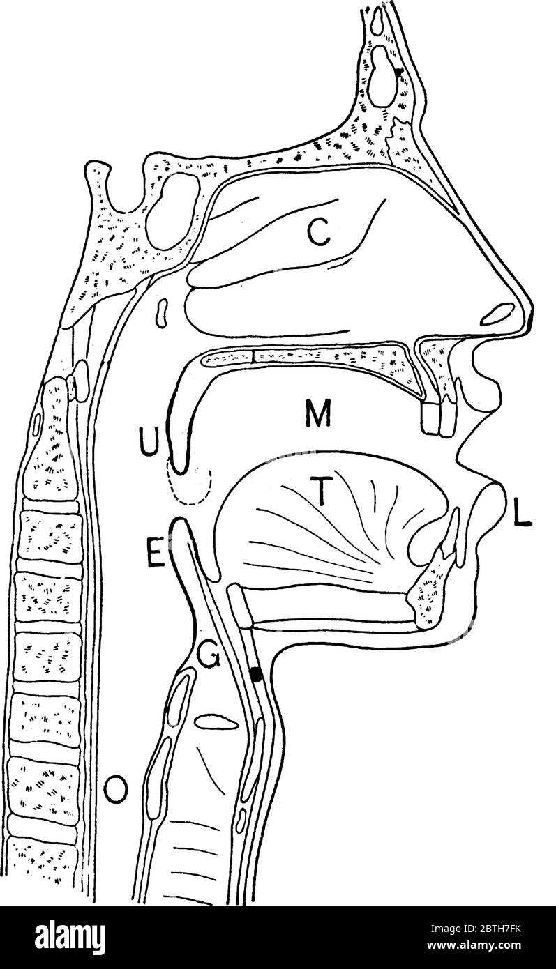 parts of the mouth and throat diagram