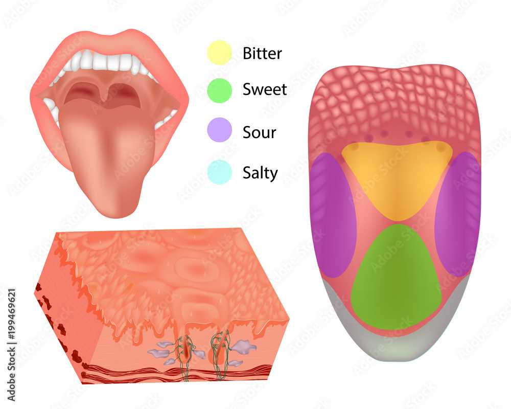 parts of the tongue diagram