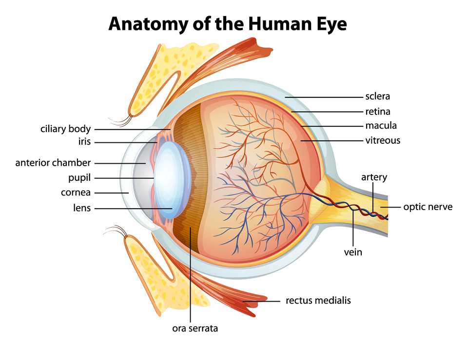 parts of the eyelid diagram