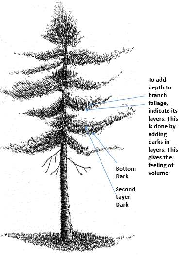 pine tree parts diagram