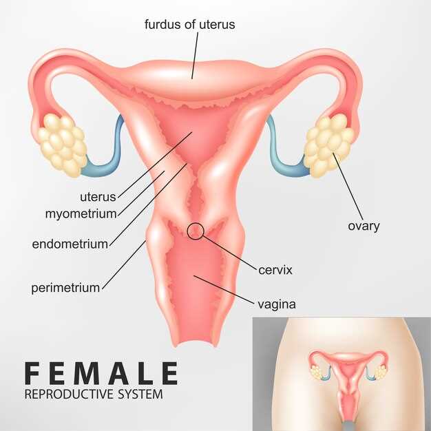 womens parts diagram