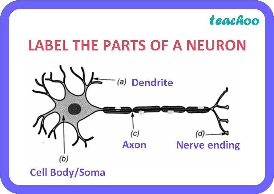 parts of neuron diagram